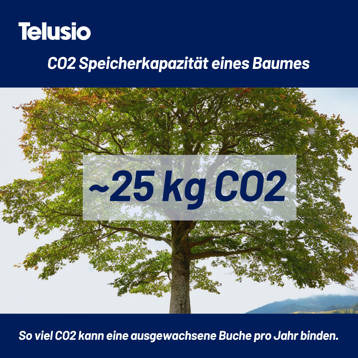 Moodbild für die CO2 Speicherkapazität eines Baumes
